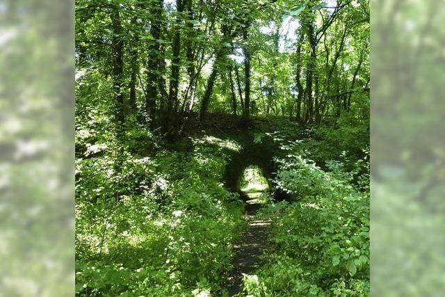 Am Rebgartenweg in Weil am Rhein  mssen 100 umsturzgefhrdete Bume gefllt werden