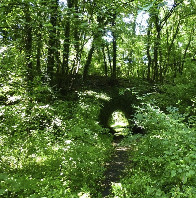 Das Naturschutzgebiet Krebsbach  | Foto: Hans-Dieter Nagel