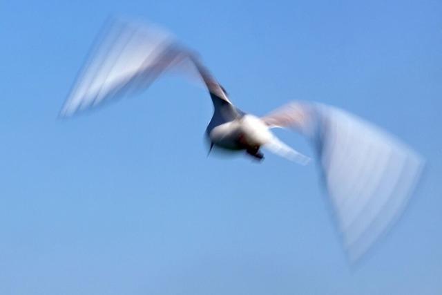 Vogelgrippe-Fall am Bodensee - Infizierte Mwe