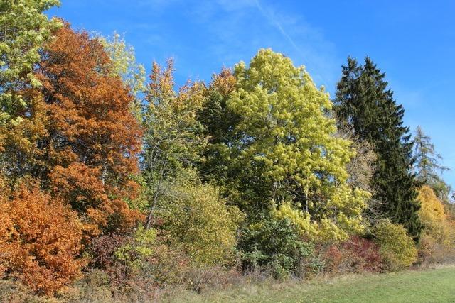 Klimawandel sorgt auch in Breitnau fr Umbauten in den Wldern