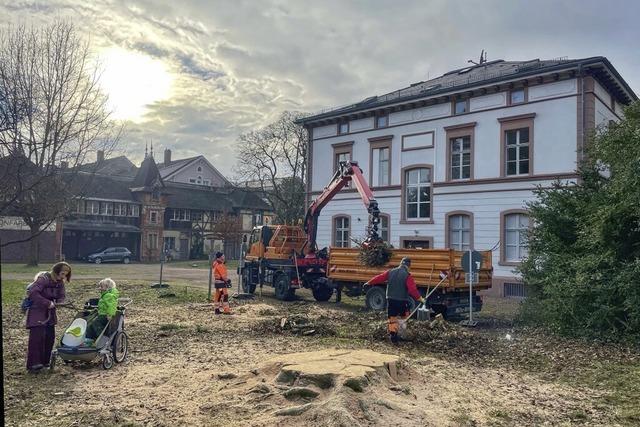 Alte Blutbuche im Aichelepark gefllt