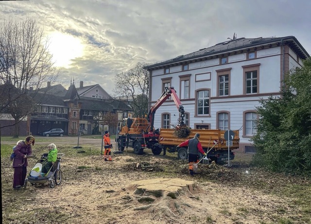 Baumstumpf und Sgemehl &#8211; mehr i...buche im Aichelepark nicht geblieben.   | Foto: Barbara Ruda