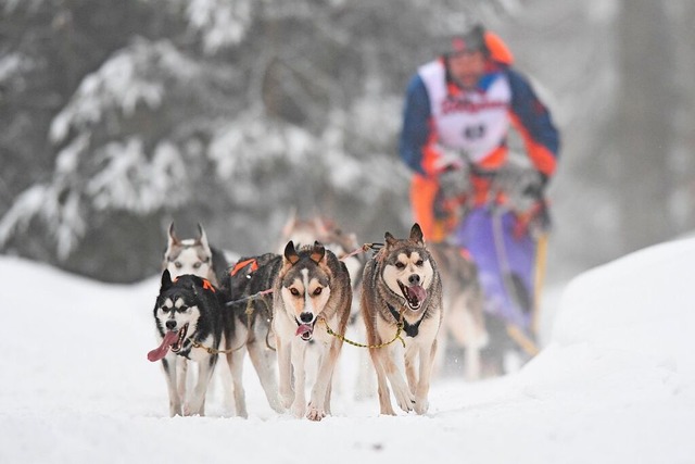 2019 bot Todtmoos whrend des Schlitte...hen die Chancen dafr erneut schlecht.  | Foto: Wolfgang Scheu