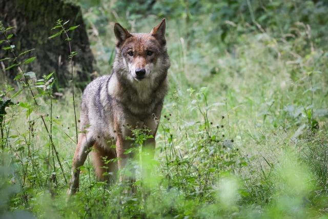 Wolf im Wald bei Vrstetten gesichtet – er tappt zufllig in eine Fotofalle