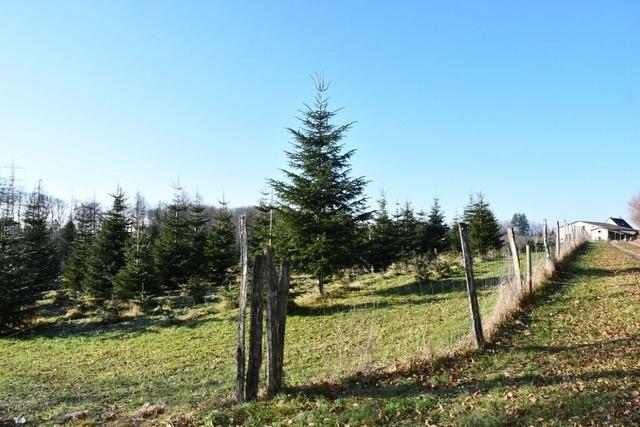 Schwrstadt und Naturenergie Hochrhein schlieen einen Vertrag fr den Solarpark Hollwangen ab