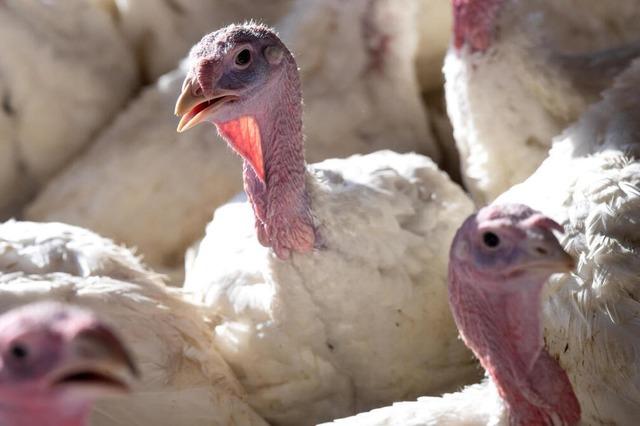 Im Kanton Basel-Stadt gelten jetzt  Vorsichtsmanahmen wegen der Vogelgrippe