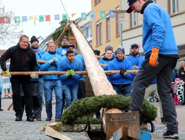 Mit reiner Muskelkraft wird der Baum in die Senkrechte gestemmt.  | Foto: Thomas Winckelmann