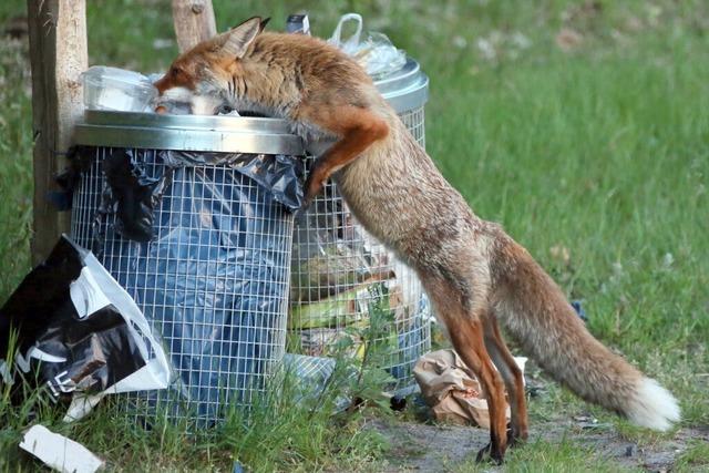 Warum wurde in Schnau ein Fuchs erschossen?