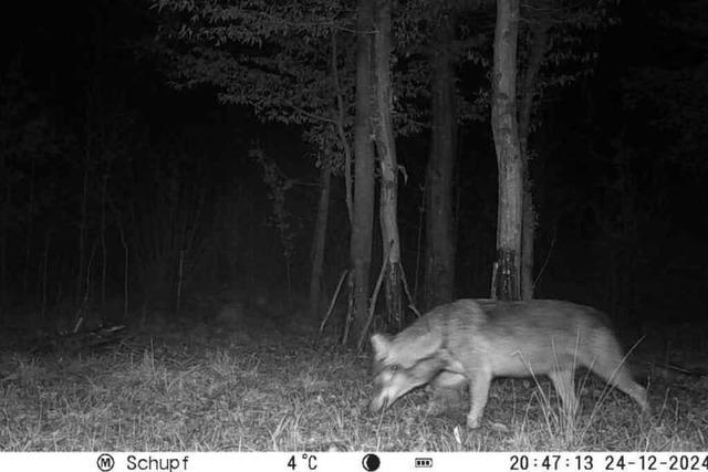 Foto von einem Wolf in Vrstetten beunruhigt die Viehhalter