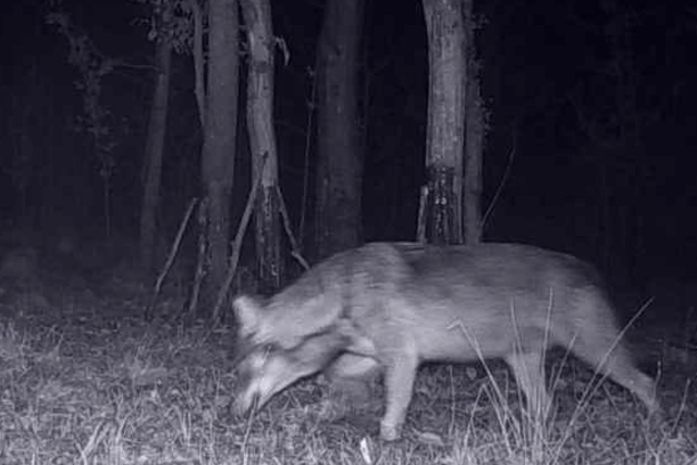 Foto von einem Wolf in Vrstetten beunruhigt die Viehhalter