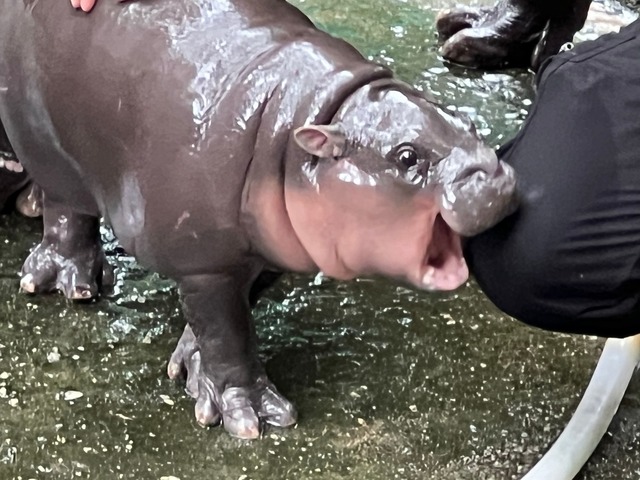 Die expressive Mimik des Hippo-M&auml;dchens ging schnell viral.  | Foto: Carola Frentzen/dpa