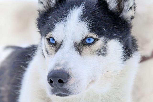 Schlittenhunderennen in Todtmoos wegen Schneemangels abgesagt