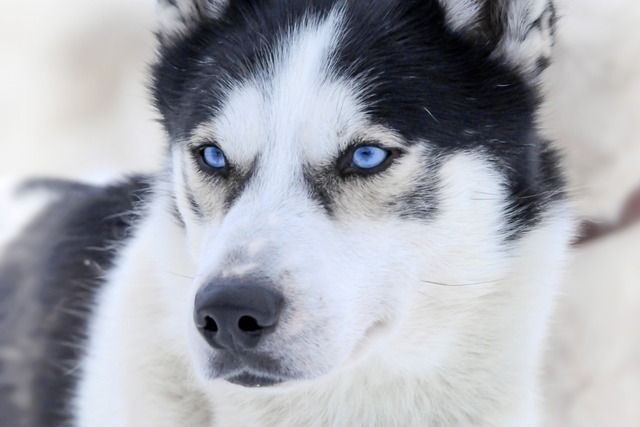 Ohne Schnee kein Husky-Feeling.  | Foto: Andrea Schiffner