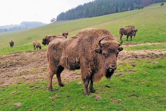 Tourismus Gersbach kritisiert mangelnde Frderung durch die Stadt