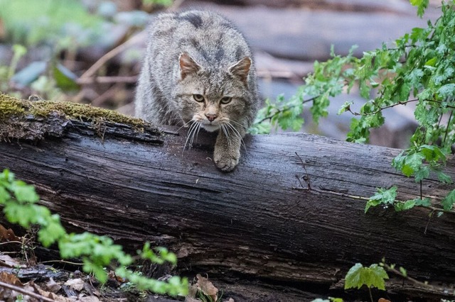 Wildkatzen sind so gro wie Hauskatzen...fen es nur selten, die Tiere zu sehen.  | Foto: Sebastian Gollnow (dpa)