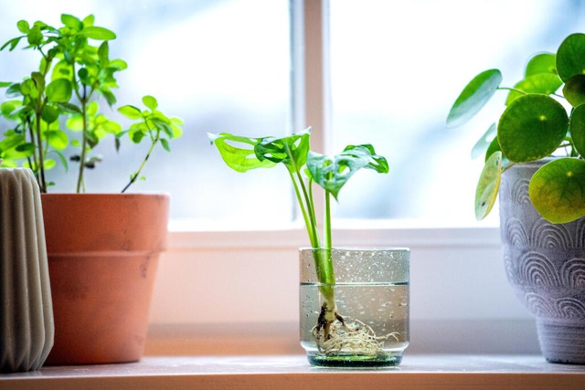 Pflanzen im Wasserglas sind nich nur e...aumklima - so wie diese Mini-Monstera.  | Foto: Zacharie Scheurer (dpa)