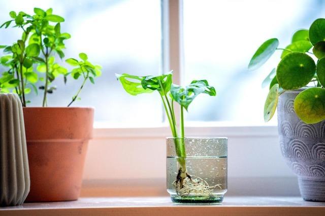 Water Plants zu Hause kultivieren: So geht's