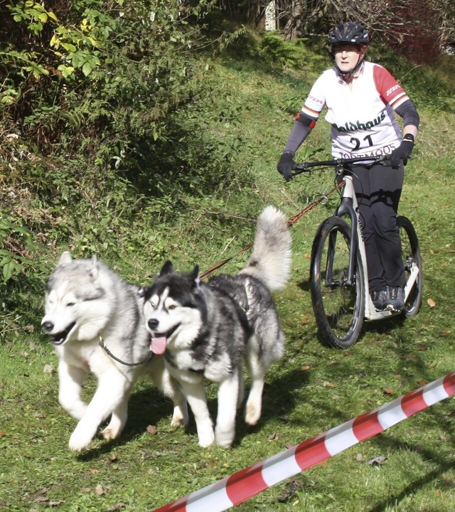 Kein Schnee, kein Rennen: Dennoch gibt...de jede Menge Aktionen rund um Huskys.  | Foto: Andreas Bhm