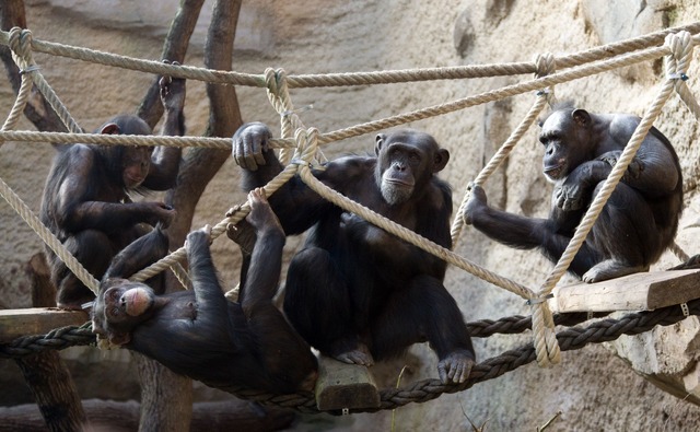 Schimpansen machen viele Dinge gemeinsam. (Archivbild)  | Foto: picture alliance / dpa