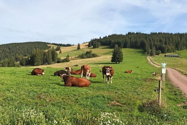 Das Naturpark-Jubilum 2024 wurde im Sdschwarzwald gro gefeiert