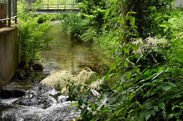 Wenn Schmutzwasser nicht richtig entso...Bchen landen und diese verunreinigen.  | Foto: Thomas Kunz