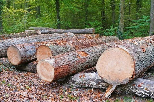 Fr den Kippenheimer Wald soll ein neues Forstkonzept soll erstellt werden