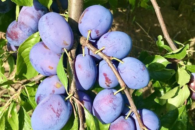 Wirtschaftslage beeinflusst Nachfrage nach Kirschen, Spargel, Erdbeeren und Zwetschgen in Sdbaden