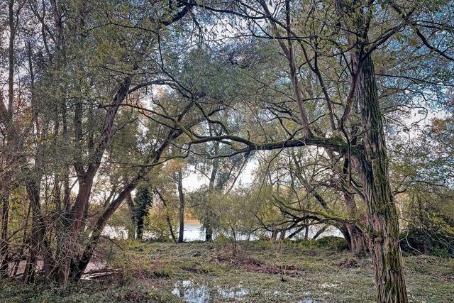 Auenwlder am Rhein: Einblicke in den Dschungel