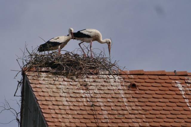 Storchenbeauftragte Heidi Hbner vom Nabu Lrrach: "Spannend ist, wer mit wem im Horst sitzt"