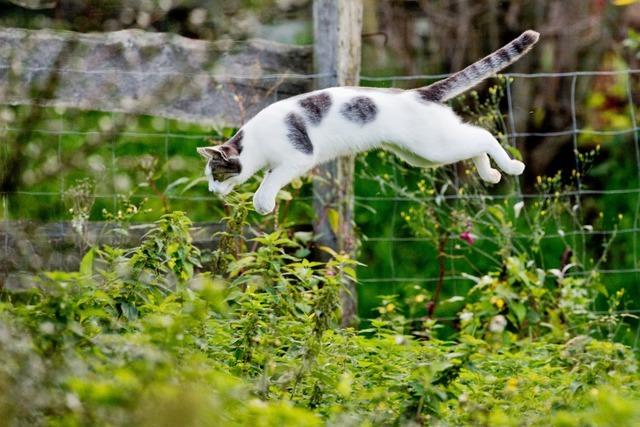 Katzenschutzverordnung: Btzinger mssen ihre Katzen  knftig kastrieren, kennzeichnen und registrieren