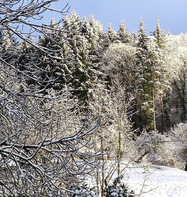 Der Wald in Malsburg-Marzell ist in einem guten Zustand.  | Foto: Silke Hartenstein