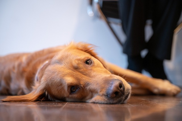 Therapiebegleithund Watson aus Stuttgart  | Foto: Sebastian Gollnow (dpa) 