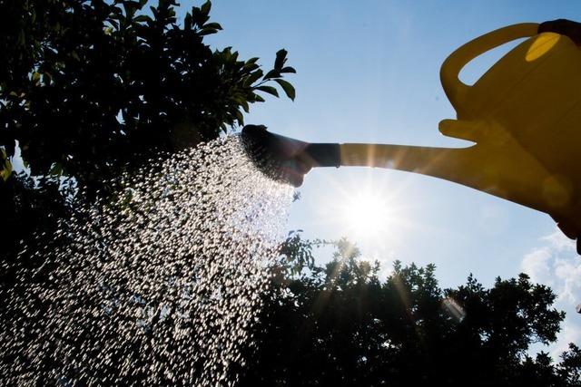 Beim Freiburger Projekt "Stadt-Wald-Garten" sind in drei Jahren mehr als 3000 Bume gepflanzt worden