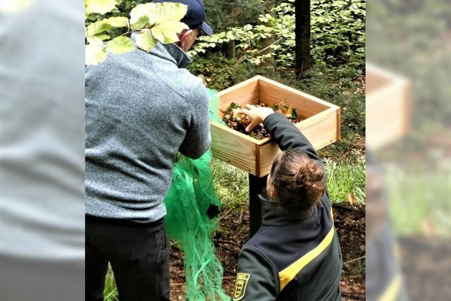 Wie der Eichelhher den Wald in Sexau fit macht