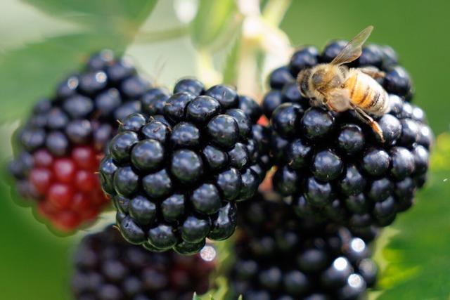 Die Brombeere liegt politisch im Trend - aber kann das gesund sein?