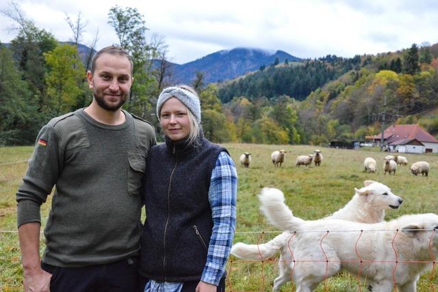 Blauzungenkrankheit im Mnstertal: Wenn die Schafe innerhalb von Stunden sterben