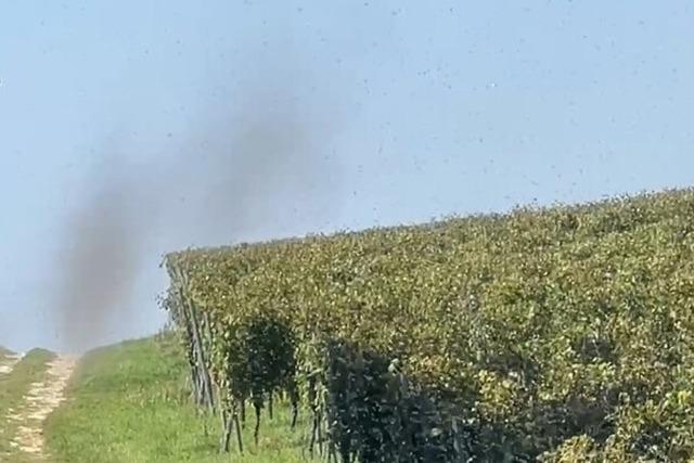 Warum derzeit schwarze Insekten-Wolken durch die Region Freiburg schwirren