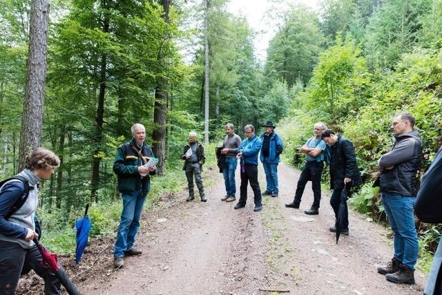 Im Waldkircher Wald soll die Naturverjngung verstrkt werden gegenber Pflanzungen