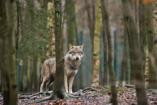 Der Wolf stt an viele Grenzen, auch im Landkreis Emmendingen