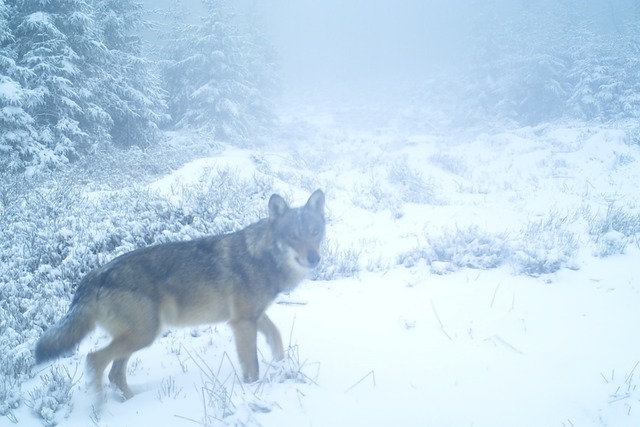 Dieser Wolf wurde knapp drei Jahren in...ld gesichtet. Ansssig wurde er nicht.  | Foto: Forstliche Forschungs- und Versuchsanstalt Baden-Wrttemberg