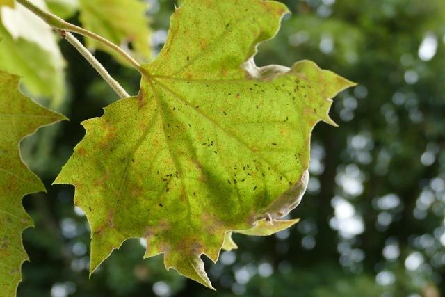 Invasive Tierarten am Hochrhein: 