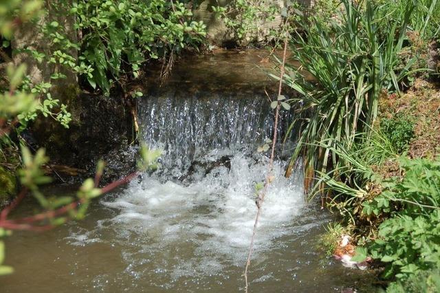 Neuer Frster betritt im Gundelfinger Wald Neuland