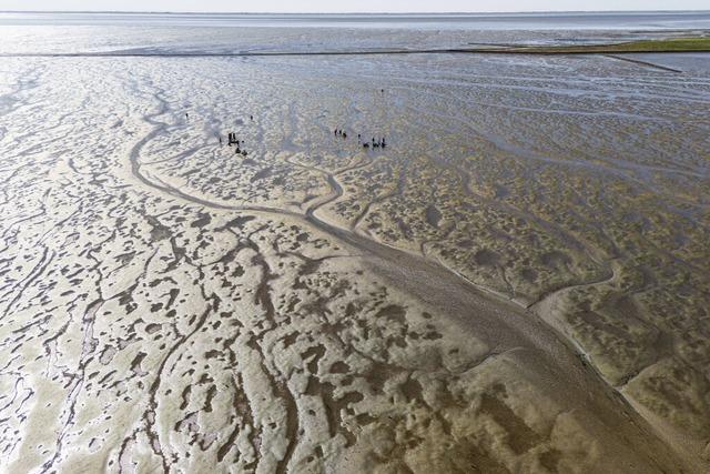 Der Klimawandel verndert das Wattenmeer der Nordsee im Rekordtempo