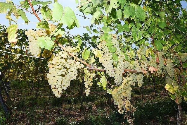 Fall aus Lrrach: Wenn ein Gericht entscheiden muss, wann ein Landwirt ein Landwirt ist