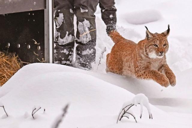 Im Schwarzwald ausgewilderte Luchskatze Finja ist tot