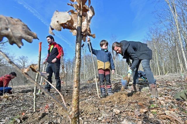 Kinder und Eltern pflanzen beim Aktionstag 500 Bume im Mooswald in Freiburg