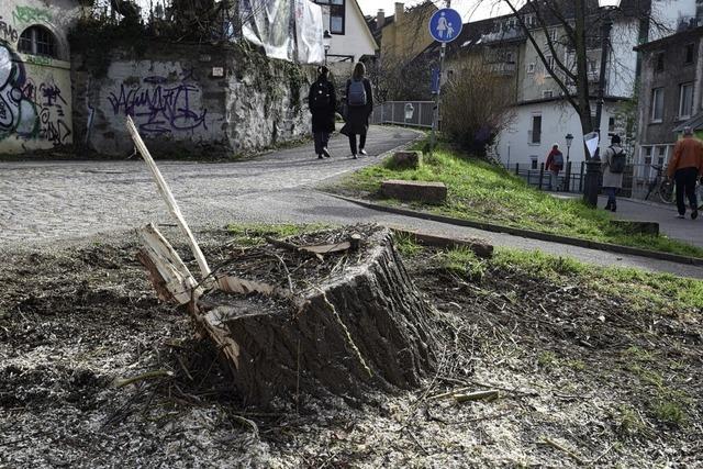 Trauerweide auf Schlossbergnase in Freiburg gefllt