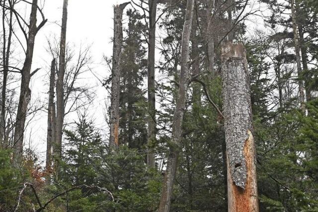 Wie sieht der Schwarzwald im Jahr 2040 aus?