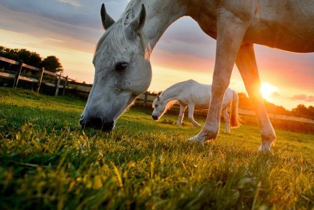 Hund, Katze und Pferd effektvoll in Szene setzen