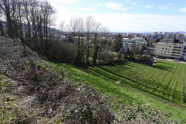 Der Schlierberg ist der Zombie unter Freiburgs Bauflchen